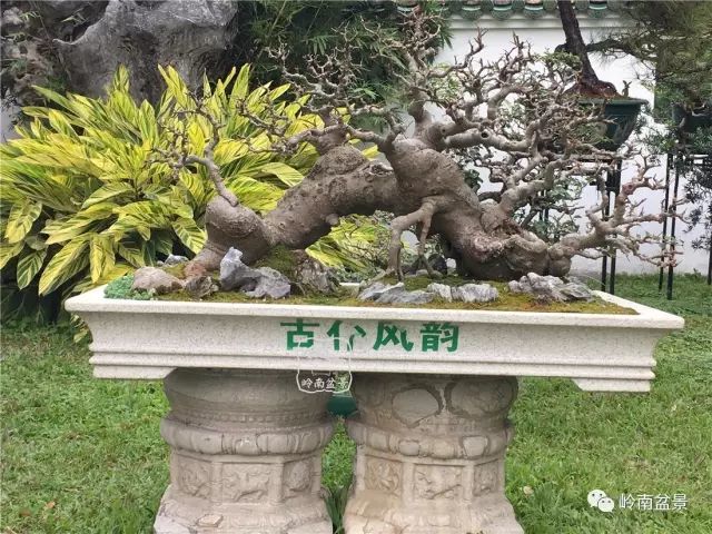 近距离欣赏岭南盆景的盘根和枝爪