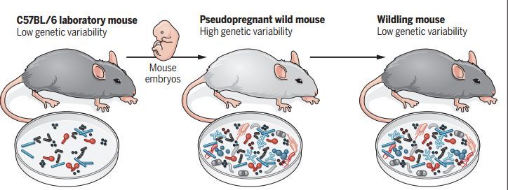 他将捕捉到的200多只野生鼠带回了实验室,并将c57小鼠的胚胎移植到了