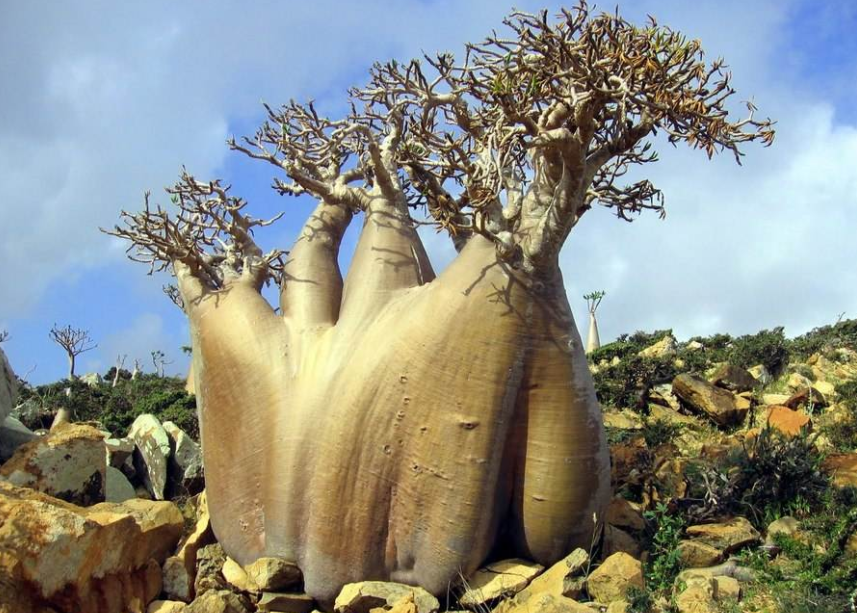 地球最珍贵的5棵树,一棵在中国价值上亿,并且还为其买1亿保险