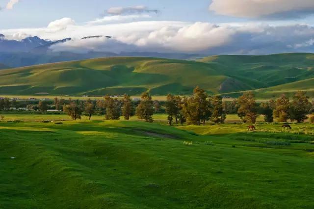 看着就很凉快,这些景美天凉的大草原值得一去,夏天就要去草原