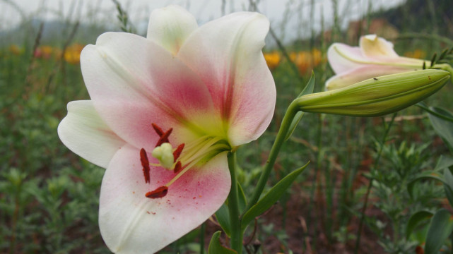 行走的风景 走进牛膀子花海 写实百合花