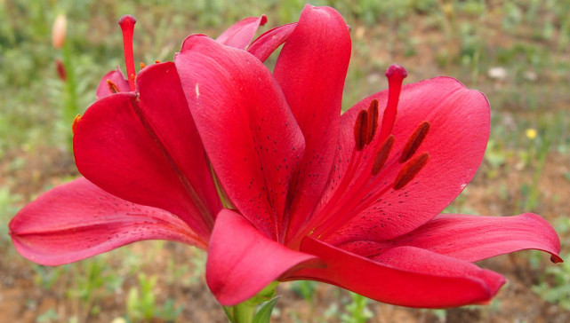 行走的风景 走进牛膀子花海 写实百合花