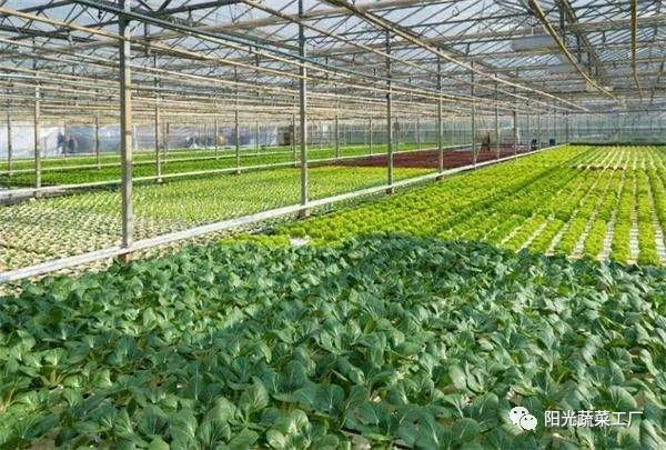 荷兰农业效率是中国的1000倍 农业优质高产的原因是什么
