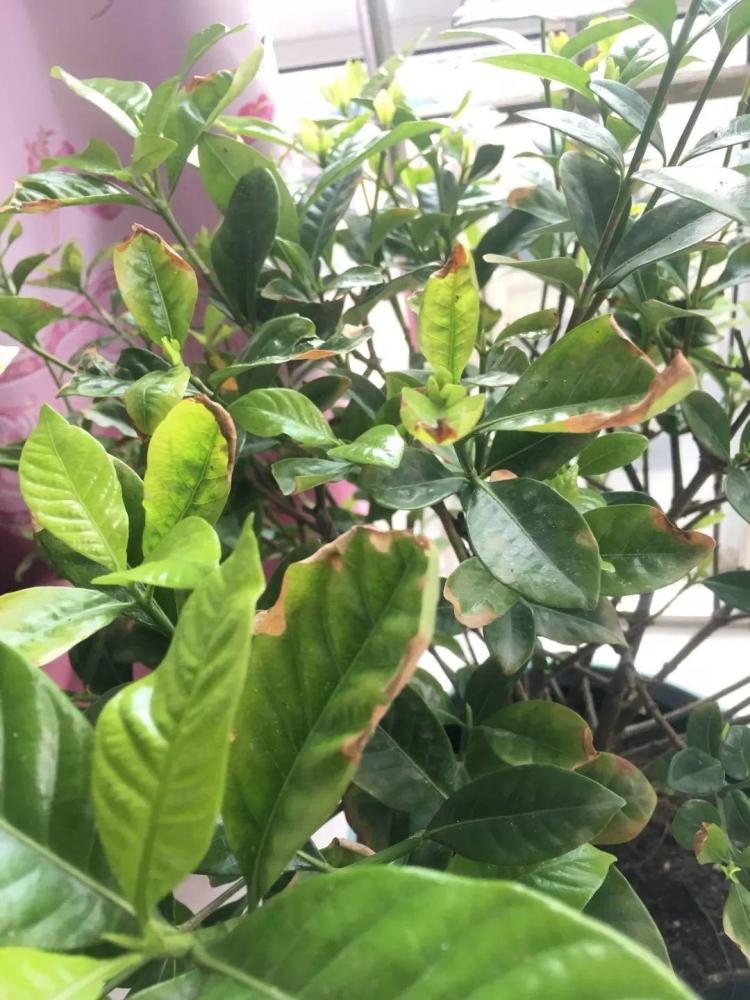 栀子花叶子油亮亮才好看,但是一旦夏天湿度不够,很容易就出现干尖的