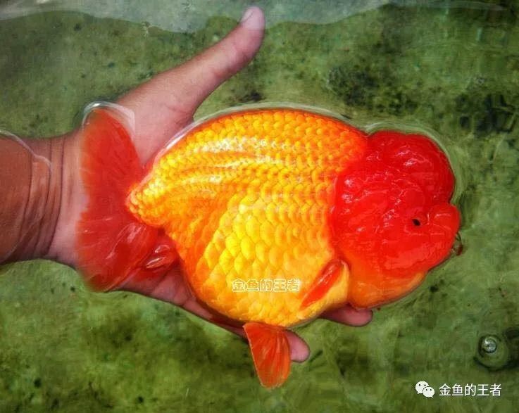 再穷也要养条它 招财运添福气 越养越旺家 腾讯新闻