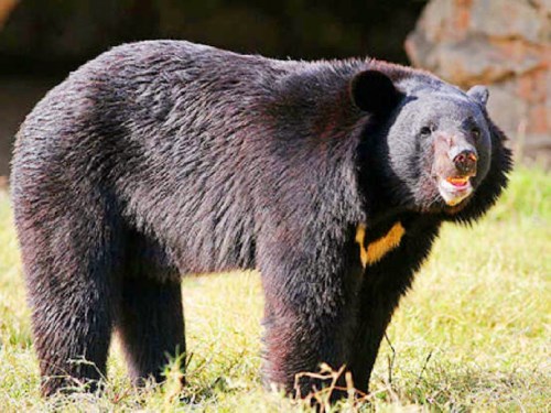 熊力量强大,没有天敌,如果野外遇到该怎么办?爬树还是装死?
