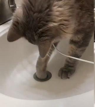 戒指掉进水槽主人遇难题，猫咪用了不到5秒就捞出，眼神鄙视主人