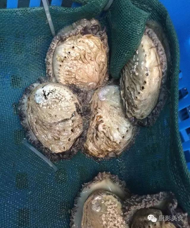 哇!福建人在亚洲最大水产市场,当大哥好多年