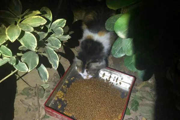 大妈养流浪猫14年花光退休金 家人愤怒管猫不管孙女 大家咋看
