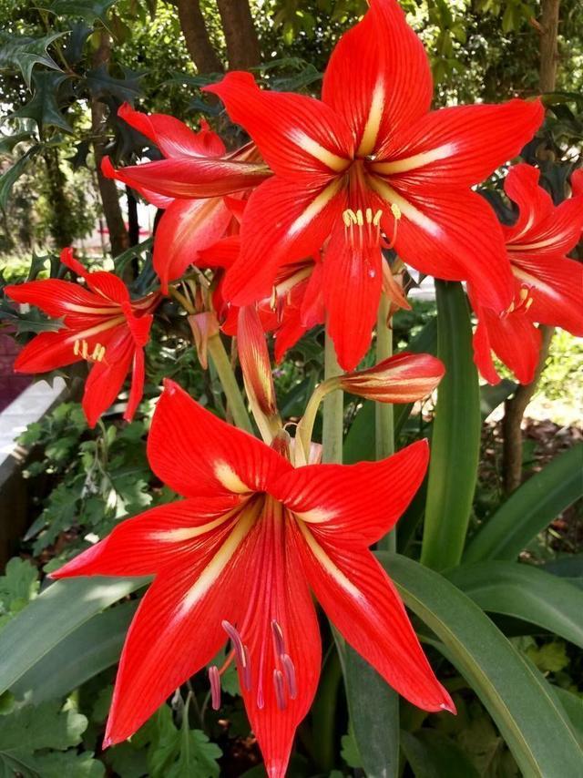 这花可是球根皇后 年年这样养 开出的花比君子兰都大 腾讯新闻