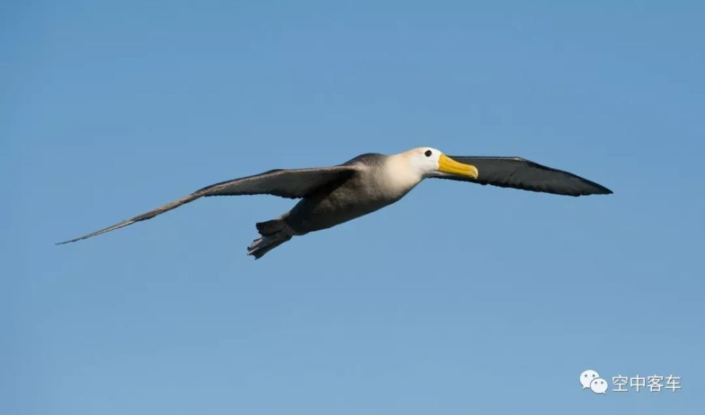 空中客车|空客真的仿照信天翁的翅膀，开始制造、测试机翼