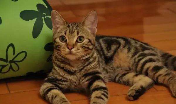 中华田园猫的种类非常之多,颜值可谓爆表,不输给品种猫.以下介绍7种.