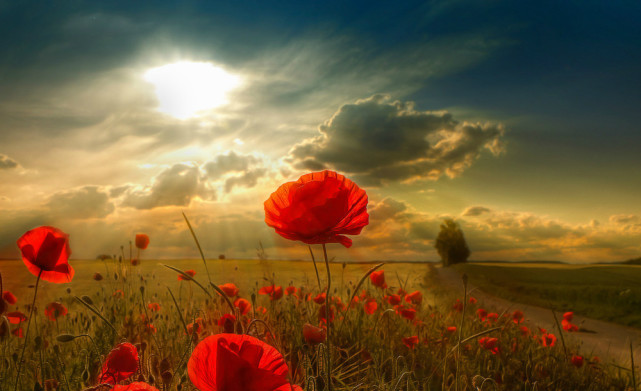 光鲜造句和解释_光鲜的例句有哪些-小孩子点读