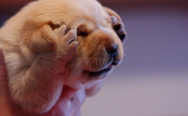 狗狗害怕的4个事情,你可以不爱,但请别伤害!