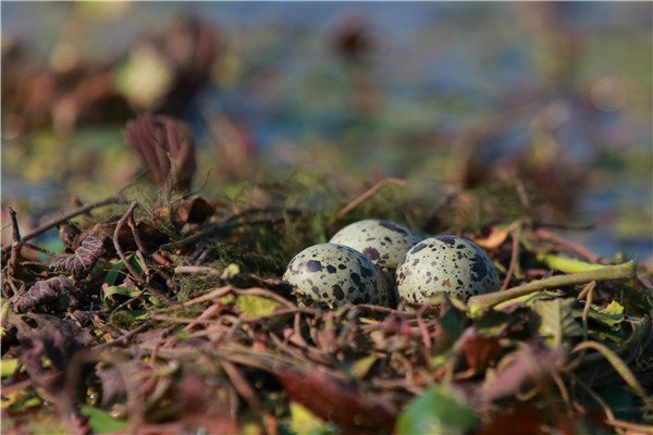 黑鱼(乌鳢)浮出水面试图驱赶须浮鸥.