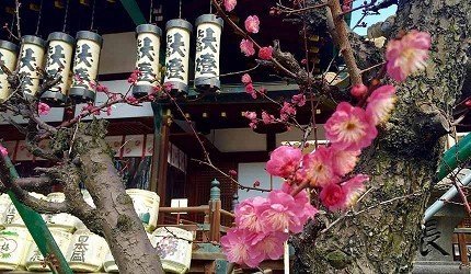 日本三大祭典 盛夏灿烂的大阪天神祭