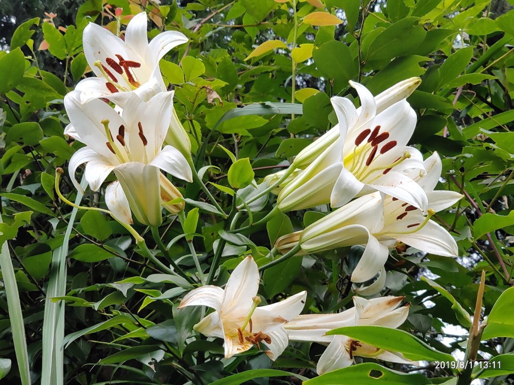 香花满世有 开时动京城 鉴赏 野百合 千牛花