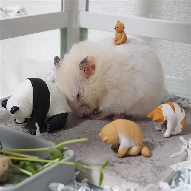 仓鼠困成狗,依旧被主人打搅睡眠,其实都是饲主的无知造成的