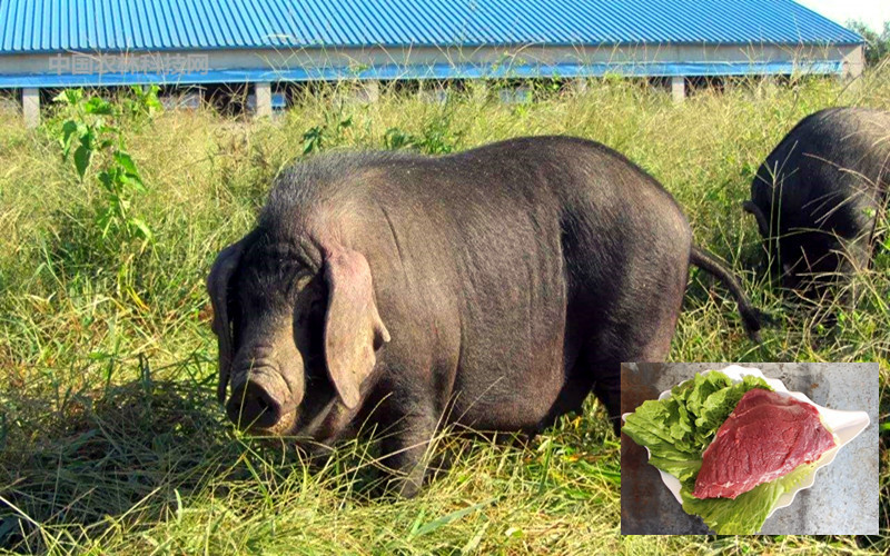 中国水晶之都,一县一品公益助农,江苏东海特色农产品老淮猪