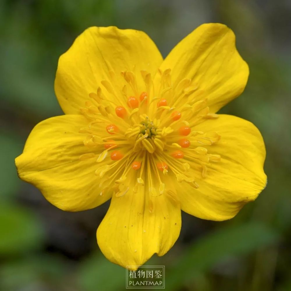 金莲花 | 夏天出门的动力,就只有高山和繁花