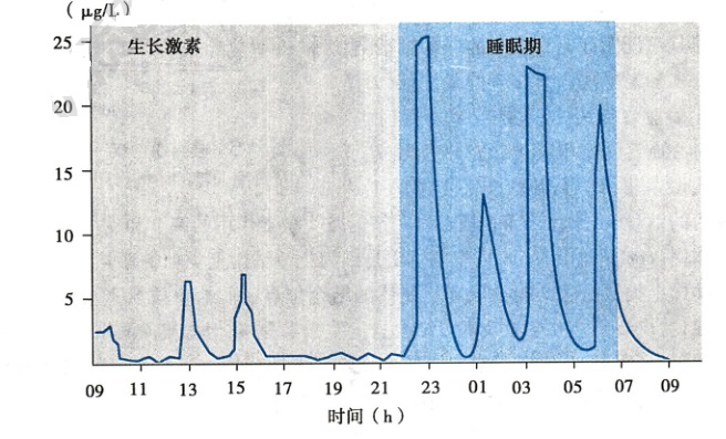 从时间段上看,人在入睡后的生长激素分泌量明显增加,释放到血液中的