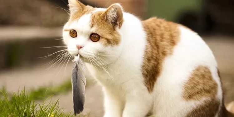 猫咪身上有跳蚤怎么办 只需这几招就能快速消灭 赶紧get起来