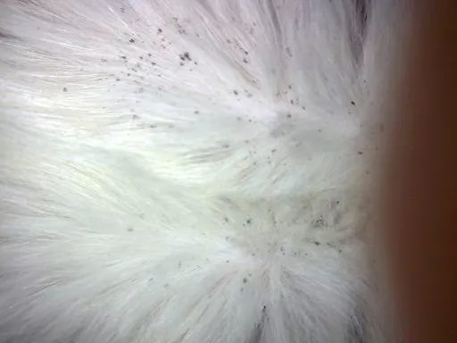 猫咪身上有跳蚤怎么办 只需这几招就能快速消灭 赶紧get起来