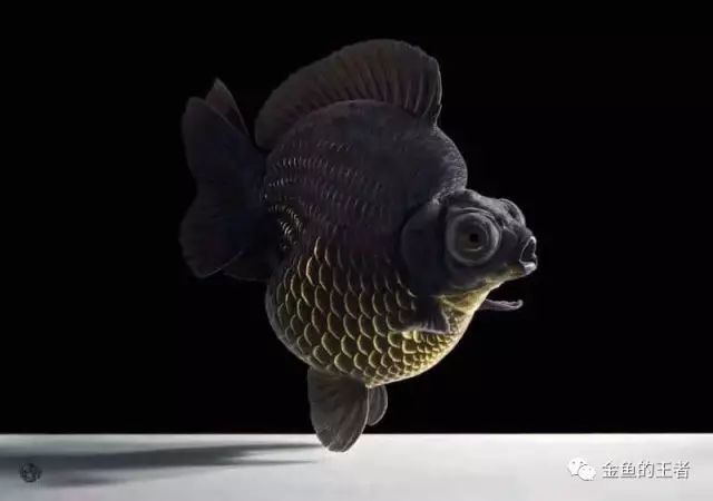 鱼缸里放一条黑色系金鱼草,文,龙,蛋等各品种金鱼之中.