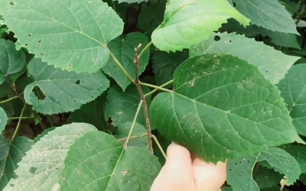 像图中这种长得一大片的植物,看似平平无奇,全是绿色的叶子,但实际上