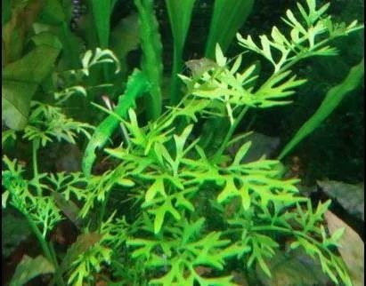 腾讯内容开放平台