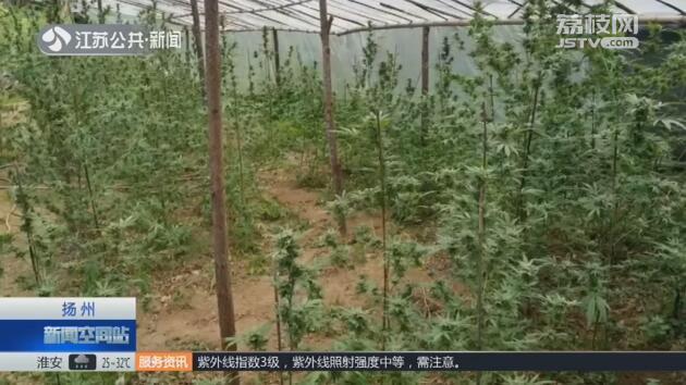 毒贩在居民楼里种大麻他说 好奇尝试下不小心种成功了