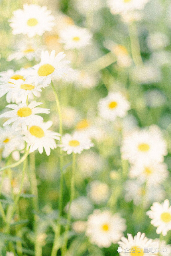 不爱勉强别人 就是喜欢跟自己较劲的星座