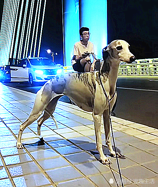 男子骑在大狗身上 以为在虐待 走到正面一看 得换个眼镜