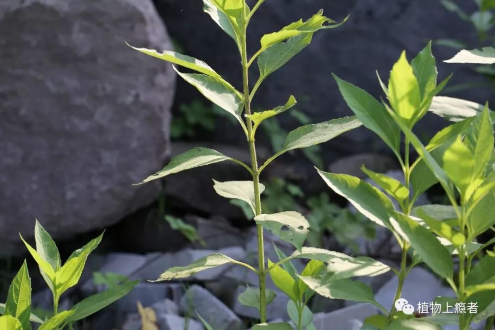 上部叶互生 另外,别看菊芋长得高,又粗糙,它的枝干却很脆.