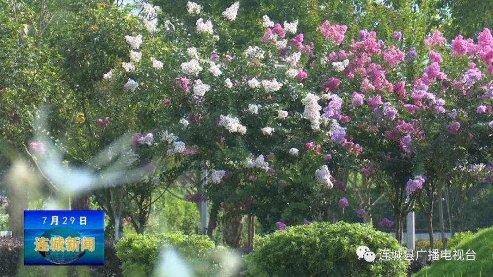 城市公园紫薇花开正好