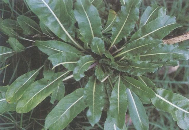 中华道地药材之【青黛】图文