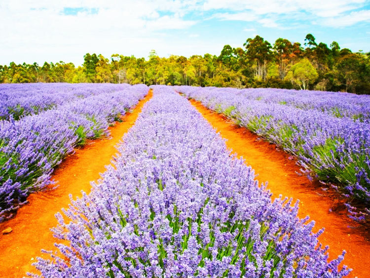 浪漫花香 盘点世界上最美的7块薰衣草田 美的让人心醉