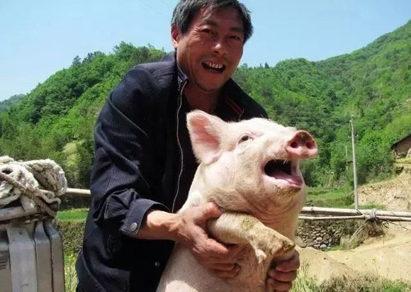 在农村养几十头猪,也能挣个十来万,比打一年工还多,你信吗?