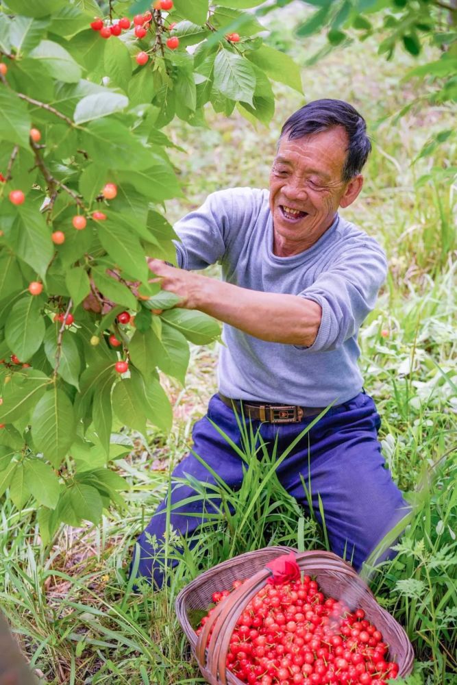 增长了4倍有余 (贵州镇宁马厂镇茂良村果农卢帮能在果园采摘樱桃,图片