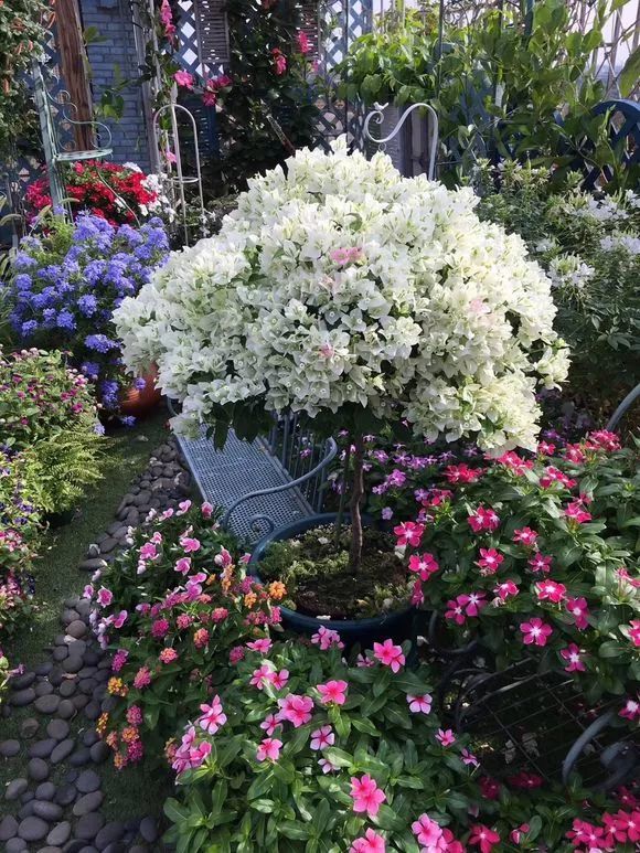 养花大神东莞珊院子里的三角梅就超级美,太羡慕了!