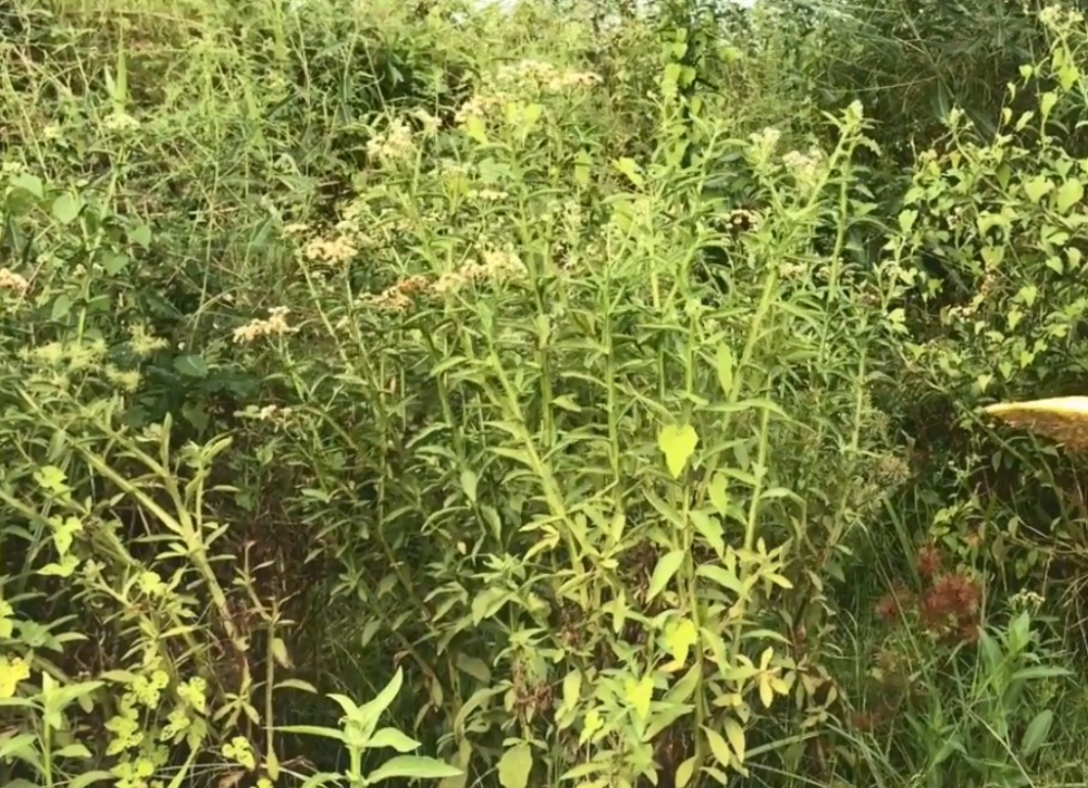 农村随处可见的草药,人称"百草王",可惜药用价值之高无人知道