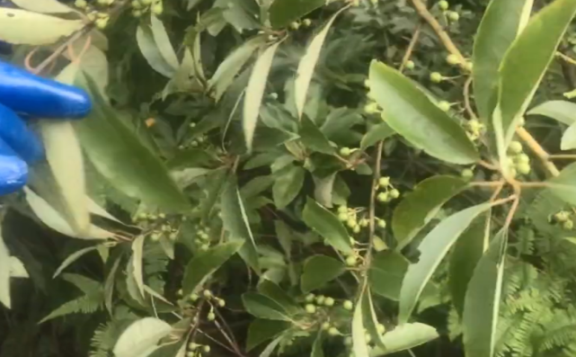 大山里一种植物浑身是宝,种子摘来泡酒用处广,可惜很多人都不懂