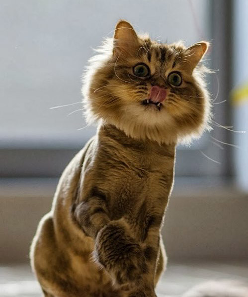 组图萌宠调皮搞怪样样会动物趣图乐不停