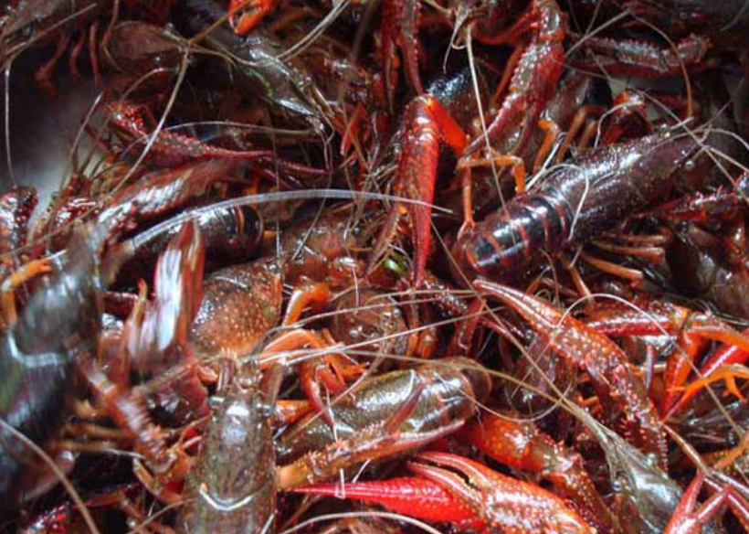 小龙虾头里的究竟是"黄"还是"屎"?大厨说出真相,别再吃错了