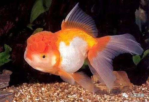 美术教案 胖头金鱼 腾讯新闻