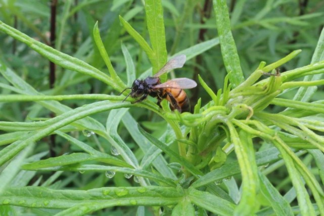 蜜蜂采水为啥这么重要?养蜂新手不解,5个作用告诉你水必不可少