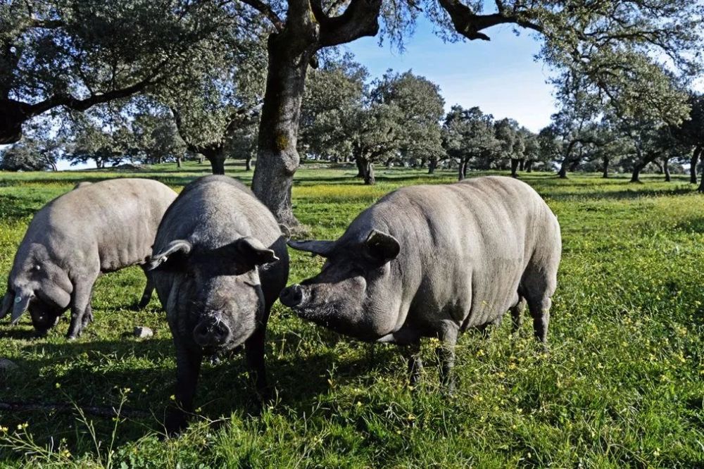 一只猪最高级的 修养 成为伊比利亚火腿 腾讯新闻