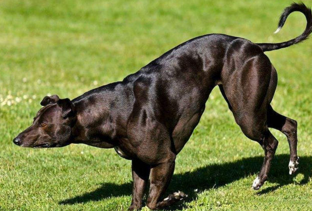 当这些动物变成了"肌肉男",估计连拳皇泰森也打不赢