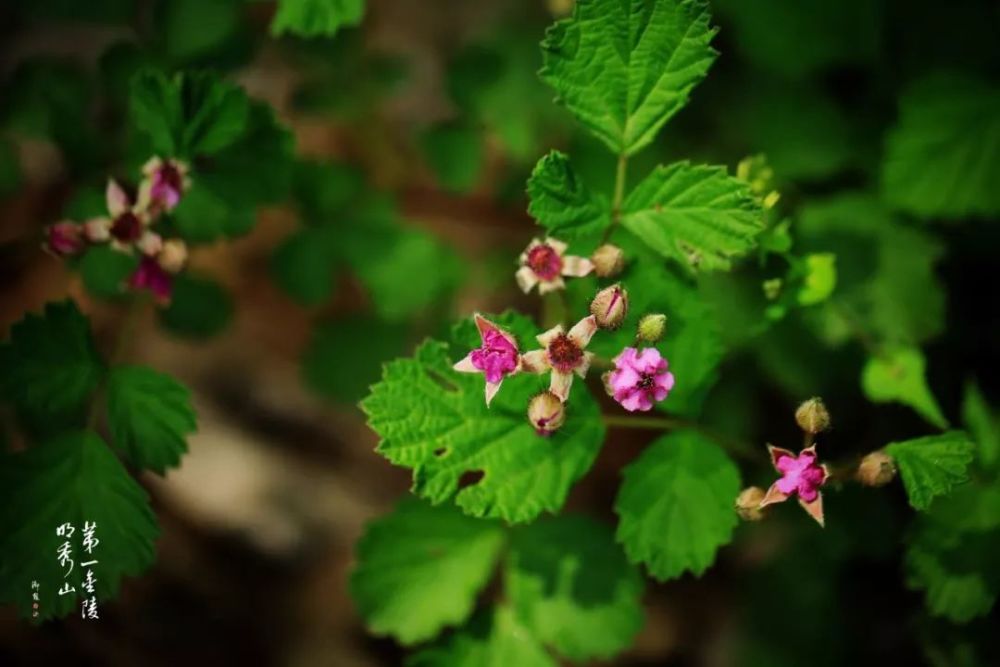 栖霞山 植物百科 茅莓 夏天与野果 事关童年和无忧