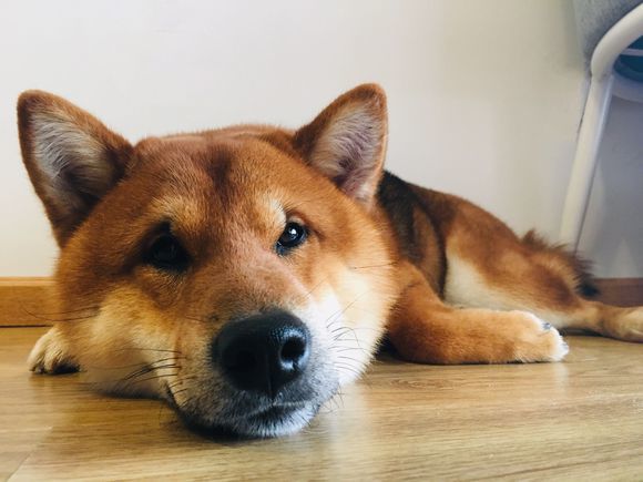 柴犬在家皱着眉 怎么哄都不行 带着出来之后